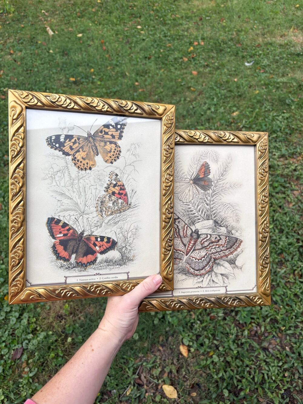 Cottagecore Latin Butterfly Framed Print Set of 2 Wall Decor